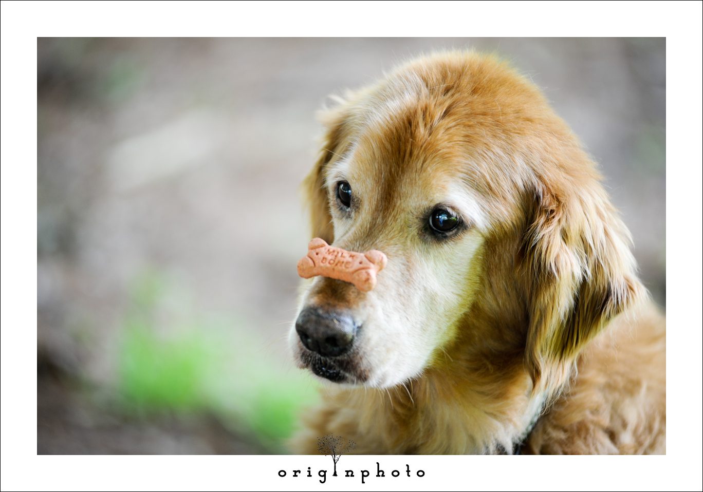 dog balancing dog treat on his nose