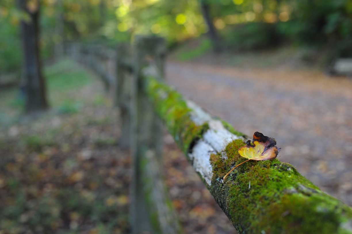 leaf on a fence