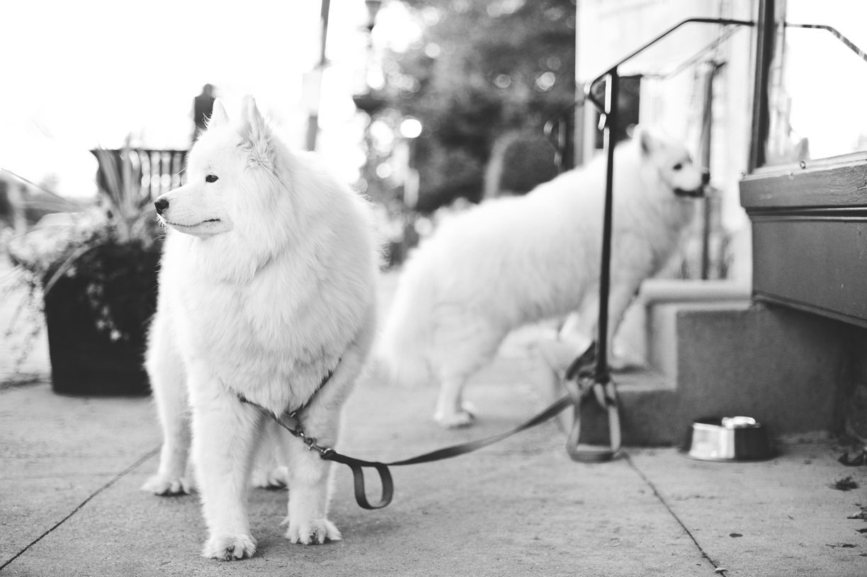 two big white dogs