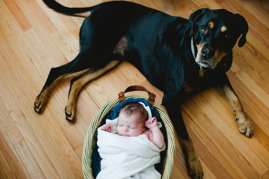 Rottweiler-newborn-baby-in-a-basket