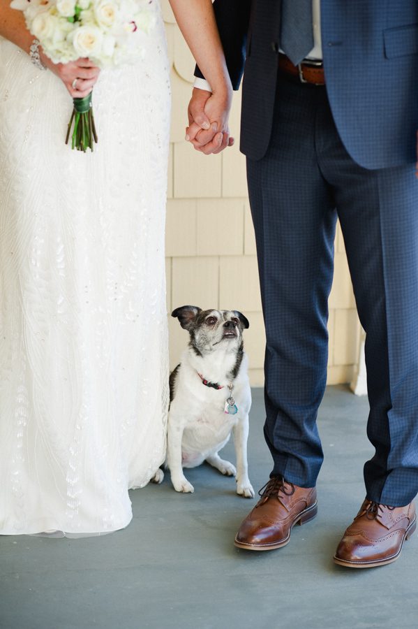 6-dog-with-bride-and-groom