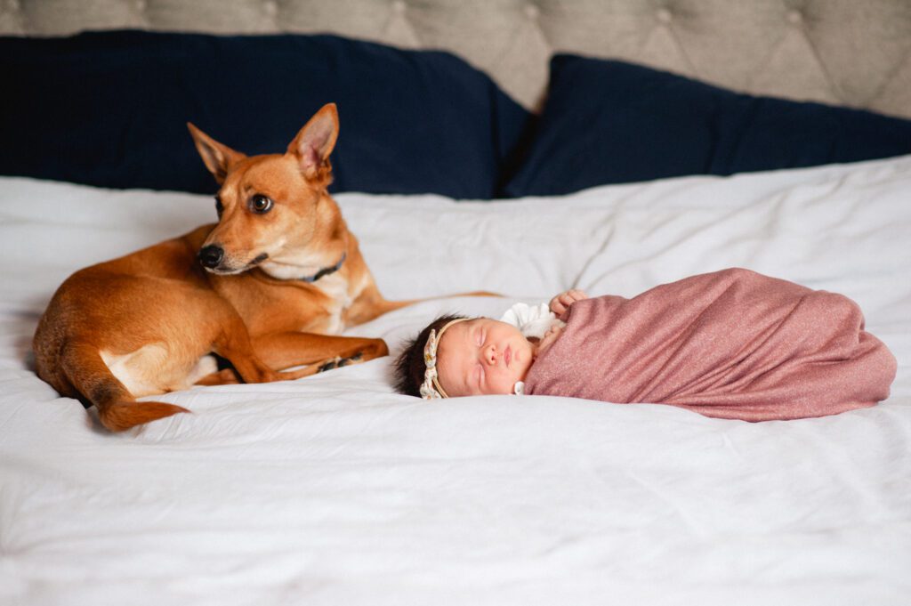 newborn baby laying on a white bed next to a cute little brown dog